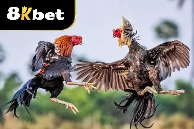 Chơi đá gà cựa sắt tại 8Kbet bạn sẽ có trải nghiệm mãn nhãn và cơ hội nhận thưởng lớn