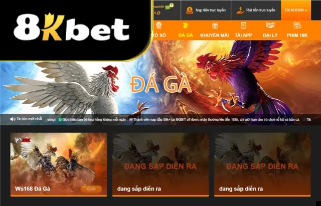 Đá gà là mảng cược mới mẻ và thu hút tại nhà cái 8kbet