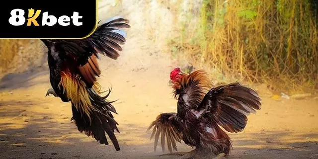 Lưu ý cần biết khi bạn chơi đá gà cựa sắt tại nhà cái 8Kbet