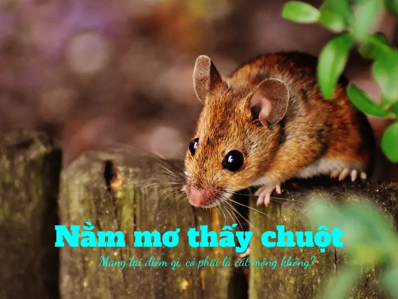 Nằm mơ thấy chuột