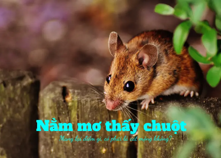Nằm mơ thấy chuột mang lại điềm cát hay hung? Số nào chắc thắng?