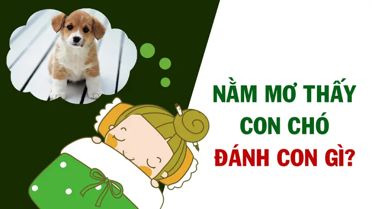 Con số nào sẽ gắn liền với giấc mơ thấy chó