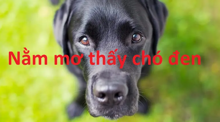 Giải mã  nằm mơ thấy chó có màu đen 