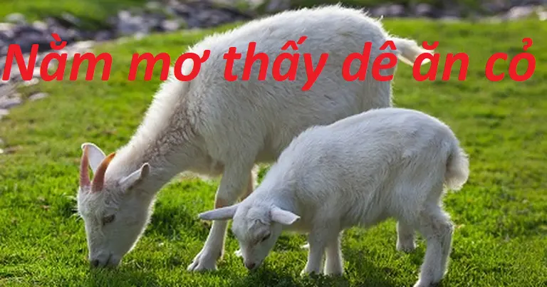 Nằm mơ thấy dê ăn cỏ 