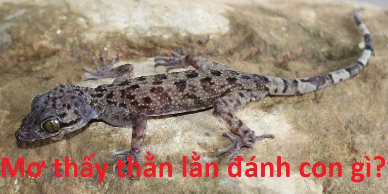 Nằm mơ thấy thằn lằn là con số nào?