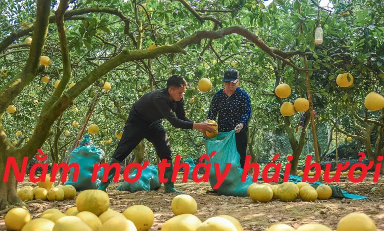 Giải mã chi tiết ý nghĩa nằm mơ thấy bưởi 